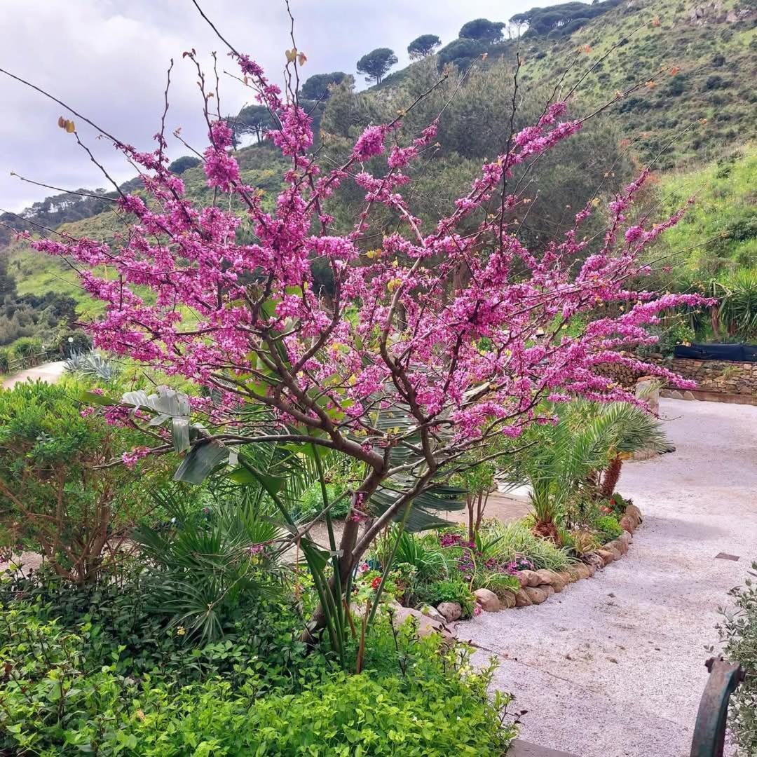 Villetta Dei Fichi D'India Rio dellʼElba 외부 사진